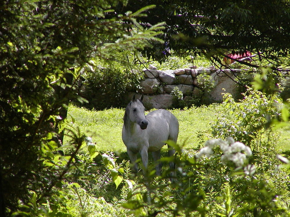 Arabian Horse Inn Sudbury Exteriér fotografie