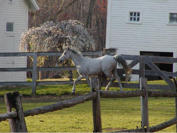Arabian Horse Inn Sudbury Exteriér fotografie